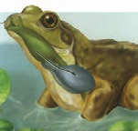 کیسۀ هوادار در قورباغه