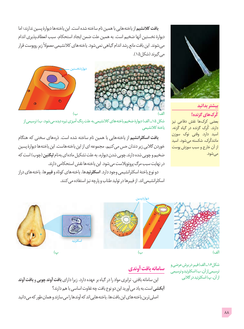تصویر صفحهٔ ۸۸ کتاب زیست‌شناسی