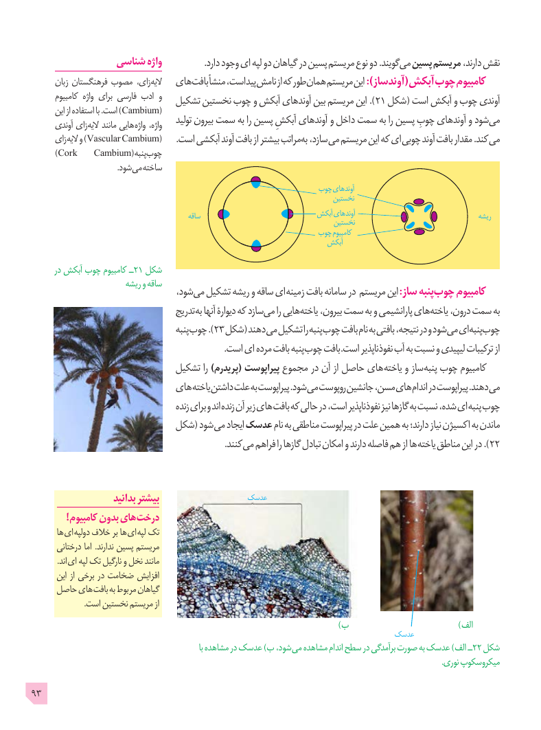 تصویر صفحهٔ ۹۳ کتاب زیست‌شناسی