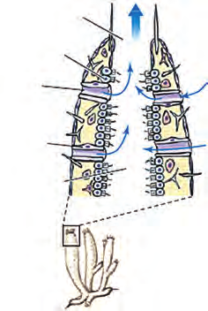 سامانۀ گردش آب در اسفنج